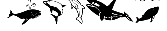 Orcas