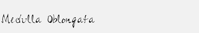 Medulla Oblongata